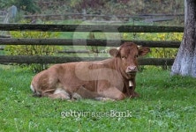 Cow lying on the grass on the farm 이미지 (496776108) - 게티이미지뱅크 Cow lying on the grass on the farm
