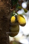 Jackfruit 이미지 (489039186) - 게티이미지뱅크 Jackfruit