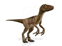Velociraptor 이미지 (496064806) - 게티이미지뱅크 Velociraptor