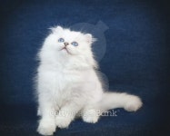 British kitten 이미지 (498758710) - 게티이미지뱅크 British kitten