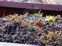 Red Wine Varietal Grapes Being Harvested 이미지 (488640424) - 게티이미지뱅크 Red Wine Varietal Grapes Being Harvested