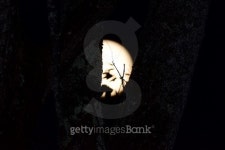 Blue Moon 이미지 (488794976) - 게티이미지뱅크 Blue Moon