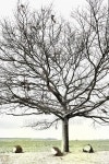 Old bare oak in the winter time 이미지 (491904510) - 게티이미지뱅크 Old bare oak in the winter time