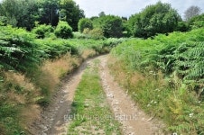 path in spring 이미지 (470056776) - 게티이미지뱅크 path in spring