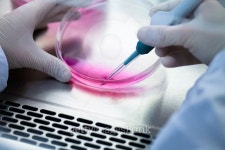 Laboratory work with tissue cultures 이미지 (474633652) - 게티이미지뱅크 Laboratory work with tissue cultures
