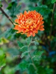Orange Chrysanthemum 이미지 (496948472) - 게티이미지뱅크 Orange Chrysanthemum