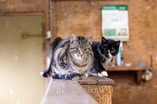 Cats at a farm 이미지 (499570844) - 게티이미지뱅크 Cats at a farm