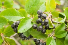 Aronia 이미지 (486006322) - 게티이미지뱅크 Aronia