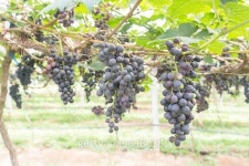 Branch of blue grapes on vine in vineyard 이미지 (467306744) - 게티이미지뱅크 Branch of blue grapes on vine in vineyard
