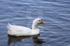 Duck in lake 이미지 (484496002) - 게티이미지뱅크 Duck in lake
