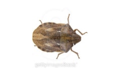 Shield bug on a white background 이미지 (501821398) - 게티이미지뱅크 Shield bug on a white background