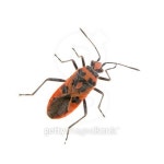 Nice firebug on white background 이미지 (501825470) - 게티이미지뱅크 Nice firebug on white background