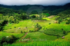Terraced rice field in Pa Pong Pieng. Chiang Mai ,Thailand. 이미지 (484657516) - 게티이미지뱅크 Terraced rice field in Pa... 