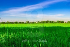 green rice field with bright blue sky 이미지 (480093554) - 게티이미지뱅크 green rice field with bright blue sky