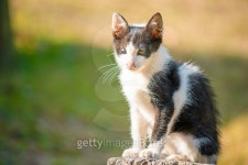 Thai black and white cat two colored eyes 이미지 (533775693) - 게티이미지뱅크 Thai black and white cat two colored eyes