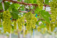 Fresh green grapes on vineyards Tak ,Thailand. 이미지 (496409196) - 게티이미지뱅크 Fresh green grapes on vineyards Tak ,Thailand.
