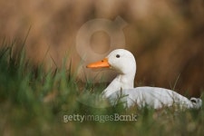 White duck 이미지 (484265260) - 게티이미지뱅크 White duck