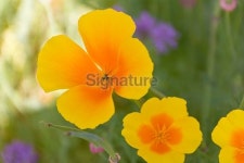 Vivid yellow poppy 이미지 (480948282) - 게티이미지뱅크 Vivid yellow poppy