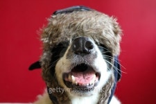 Warm and Fuzzy 이미지 (491963970) - 게티이미지뱅크 Warm and Fuzzy