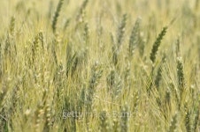 ears of barley 이미지 (532373863) - 게티이미지뱅크 ears of barley