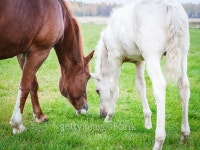 White Finnhorse Colt with the Mare 이미지 (531106563) - 게티이미지뱅크 White Finnhorse Colt with the Mare