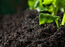 Soil 이미지 (467089170) - 게티이미지뱅크 Soil