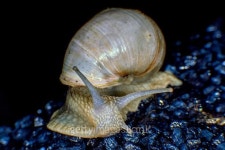 Burgundy snail 이미지 (479914392) - 게티이미지뱅크 Burgundy snail