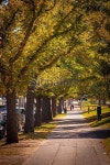 Tree Lined Park Melboure Botanic Gardens 이미지 (479330844) - 게티이미지뱅크 Tree Lined Park Melboure Botanic Gardens