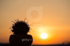 Silhouette picture of cactus on sunset background 이미지 (499510810) - 게티이미지뱅크 Silhouette picture of cactus on sunset... 