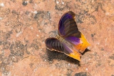 Great Assyrian butterfly 이미지 (488623290) - 게티이미지뱅크 Great Assyrian butterfly
