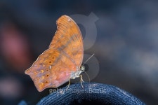 Great Assyrian butterfly 이미지 (485594480) - 게티이미지뱅크 Great Assyrian butterfly