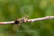 True bug close-up 이미지 (479557064) - 게티이미지뱅크 True bug close-up
