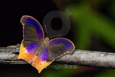 Great Assyrian butterfly 이미지 (485594820) - 게티이미지뱅크 Great Assyrian butterfly