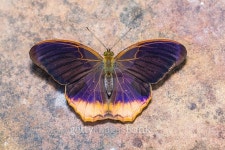 Royal Assyrian butterfly 이미지 (488763152) - 게티이미지뱅크 Royal Assyrian butterfly