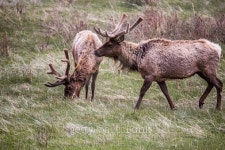 Elk grazing in the grass, Rocky Mountain National Park 이미지 (493723508) - 게티이미지뱅크 Elk grazing in the grass, Rocky... 