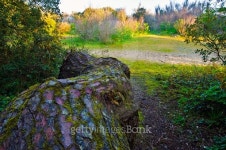 Trunk of the marine pine tree in Yeu island forest 이미지 (475022614) - 게티이미지뱅크 Trunk of the marine pine tree in Yeu...
