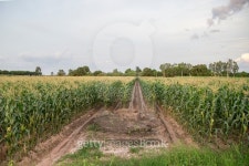 Corn 이미지 (484950804) - 게티이미지뱅크 Corn