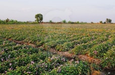 Sweet potato plants in Mekong Delta 이미지 (478120982) - 게티이미지뱅크 Sweet potato plants in Mekong Delta