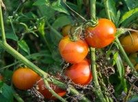 Red Organic Tomatoes On The Vine 이미지 (484137420) - 게티이미지뱅크 Red Organic Tomatoes On The Vine
