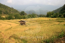 Landscape golden rice field in countryside, Chiang Mai, Thailand 이미지 (488315130) - 게티이미지뱅크 Landscape golden rice... 