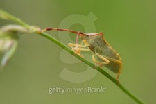 Shield Bug 이미지 (464993244) - 게티이미지뱅크 Shield Bug