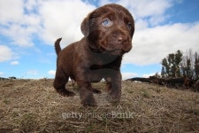 LABRADOR RETRIEVER PUPPIES 이미지 (470777758) - 게티이미지뱅크 LABRADOR RETRIEVER PUPPIES