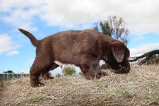LABRADOR RETRIEVER PUPPIES 이미지 (470843084) - 게티이미지뱅크 LABRADOR RETRIEVER PUPPIES