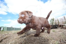 LABRADOR RETRIEVER PUPPIES 이미지 (470836398) - 게티이미지뱅크 LABRADOR RETRIEVER PUPPIES