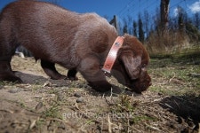 LABRADOR RETRIEVER PUPPIES 이미지 (470899644) - 게티이미지뱅크 LABRADOR RETRIEVER PUPPIES