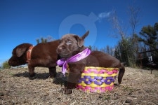 LABRADOR RETRIEVER PUPPIES 이미지 (470947666) - 게티이미지뱅크 LABRADOR RETRIEVER PUPPIES