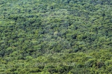 green forest trees ,abstract nature background 이미지 (484873800) - 게티이미지뱅크 green forest trees ,abstract nature background