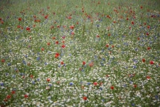 red flowers in wheat filed on sunny spring day, 이미지 (477885840) - 게티이미지뱅크 red flowers in wheat filed on sunny spring... 