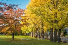 Autumn trees 이미지 (501890664) - 게티이미지뱅크 Autumn trees