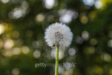 Dandelion on the meadow at sunlight background 이미지 (473294678) - 게티이미지뱅크 Dandelion on the meadow at sunlight background